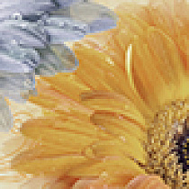 Gerbera Бордюр многоцветный (GB1J451DT) 8x44