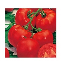 Семена Томат "Волгоградский 5/95" 0,1 г (10/2500) "Поиск" 61276