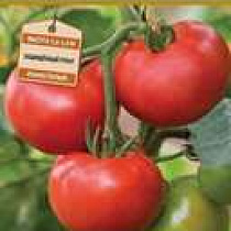 Семена Томат ОГОНЬ F1 12 шт  Авторские сорта и гибриды 49574